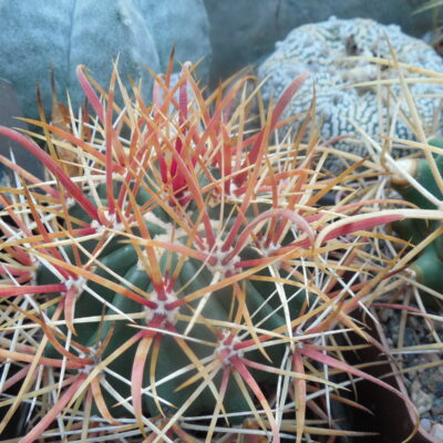 Ferocactus chrysacanthus - orange sp. - Piltz -