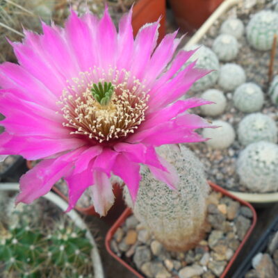 Echinocereus reichenbachii  JRT 202 - Woodward Co. Ok.   - MG - (Копировать)