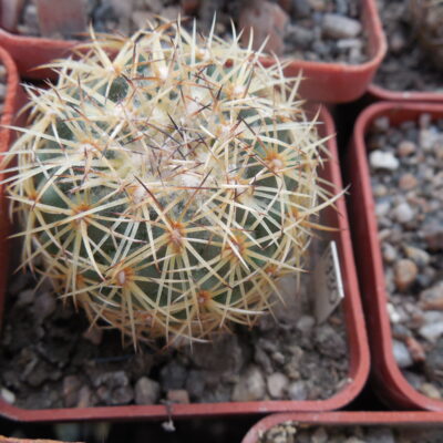 Coryphantha greenwoodii HO 5 - Puerto del Aine, Pue. - MG - (Копировать)