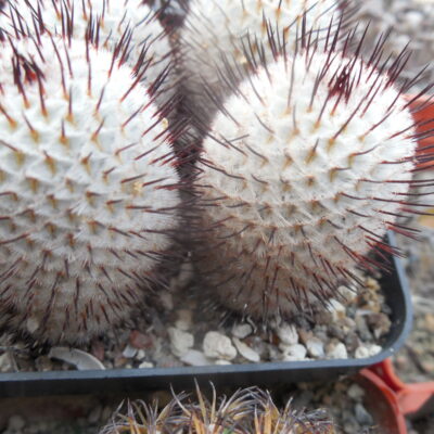 Mammillaria peresdelarosae - v.andersoniana KPP 1664