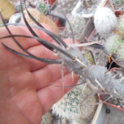 Tephrocactus articulatus - v. diadematus