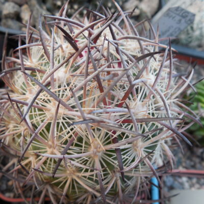 Echinomastus unguispinus SB1727 Rio Nazas, Dur, heavy grey spines - not grafted (Копировать)