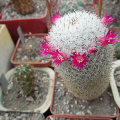 Mammillaria monticola MBF 158 - Puento Marques - MG (Копировать)