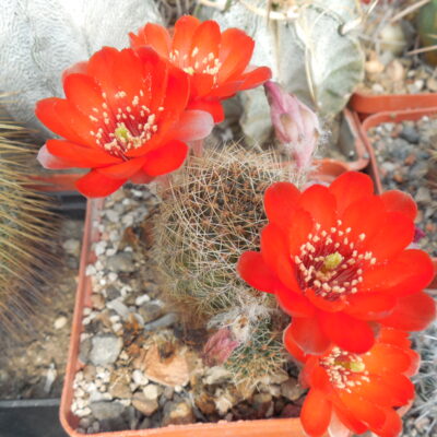 Rebutia eunanthema - v.aculata KK 973 (Копировать)