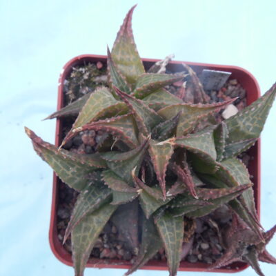 Haworthia tesselata "Quaggasberg" (Копировать)