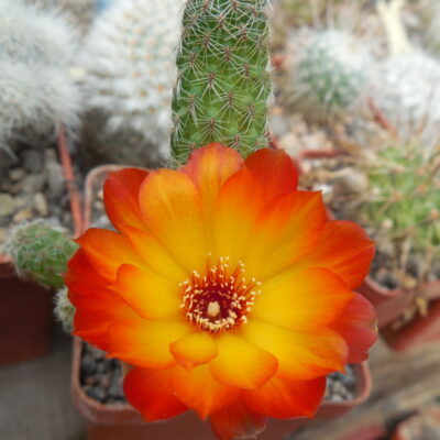 Sulcorebutia callecalensis EM 351/1 (Копировать)