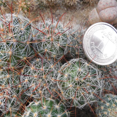 Mammillaria weisingeri - Zacanltepan (Копировать)
