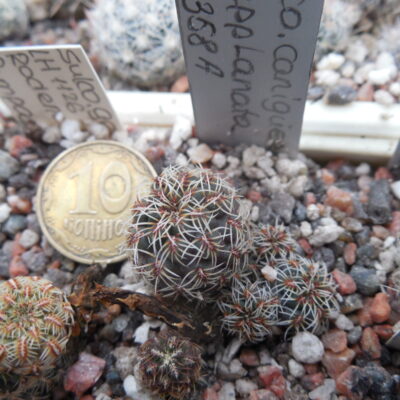 Sulcorebutia canigueralii - v.applanata  EM 358A (Копировать)