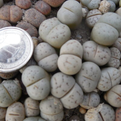 Lithops ruschiorum - Rosing Main (Копировать)
