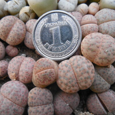 Lithops fulviceps C 220 (Копировать)