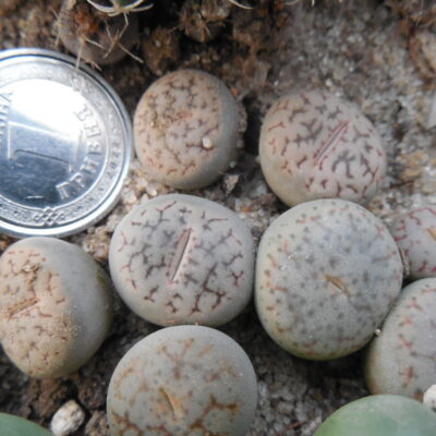 Lithops pseudotruncatella - v. volkii (Копировать)