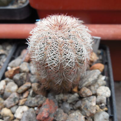 Echinocereus reichenbachii - v.baileyi  DJF 1327 - Medisine Park, Oklahoma - MG - (to - 23*C) (Копировать)