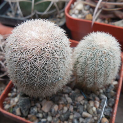 Echinocereus pectinatus JS 59 - del Oro, Coah. - MG - (Копировать)
