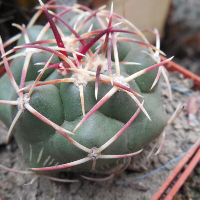Thelocactus hexaedrophorus - v.kvetae MZ 739 - Villa Juarez, SLP. - PK - (Копировать)