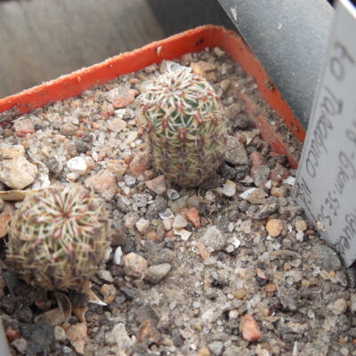 Sulcorebutia canigueralii JO648 6 km.SE Sucre to Tarabuco (Копировать)