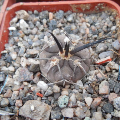 Gymnocalycium  spegazzinii - v.sarkae KP 54 - San Felipe - MG - (Копировать)
