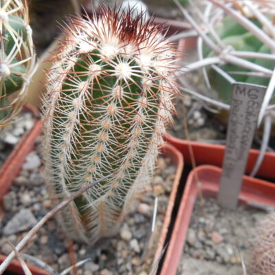 Echinocereus reichenbachii - v.perbellus  JRT 301 - Barber Co. KS. - black - orange - red spines - MG - (to - 23*C) - MG - (Копировать)