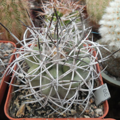 Copiapoa coquimbana WM 216 - La Serena - Piltz - not grafted (Копировать)