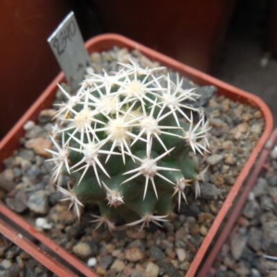 Coryphantha compacta GL 67 - MG - (Копировать)