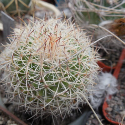 Mammillaria mystax SB 1081 - Tehuacan  MG (Копировать)