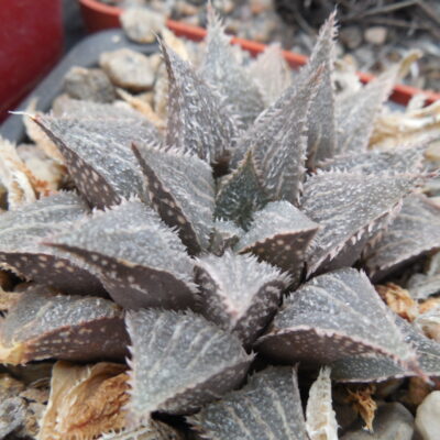 Haworthia magnifica - v.major - MG - (Копировать)