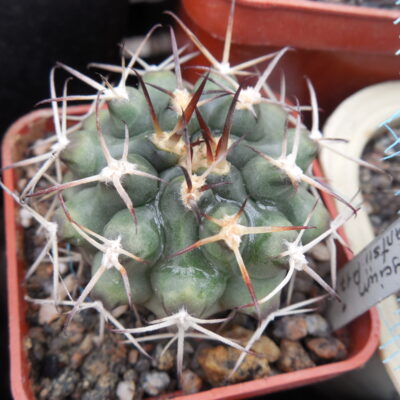 Gymnocalycium schikendantsii P 17s - Piltz - (Копировать)