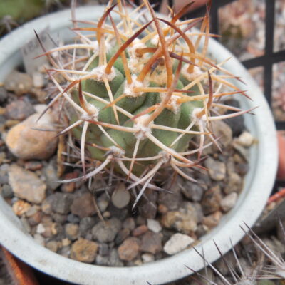 Eriosyce aurata aff. PV 2059 - n.Hurtado - Piltz - not grafted (Копировать)