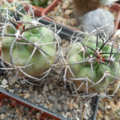 Copiapoa coquimbana WM 216 - La Serena - Piltz - (Копировать)
