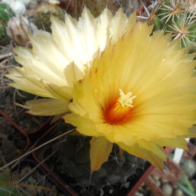 Coryphantha dificilis GM 425 - General Cepeda,Coah. Pavlicek