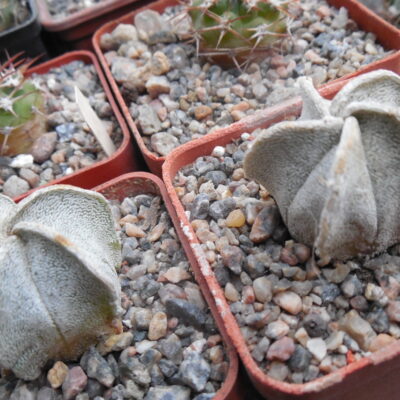 Astrophytum coahuilense RS 740 - сіянці - (Копировать)