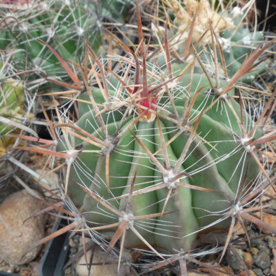 Ferocactus  santamaria SB 1237 - MG - (Копировать)