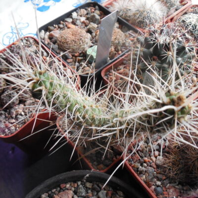 Tephrocactus weberi P 50/2 Sierra de Quilmes 2500 m. (Копировать)
