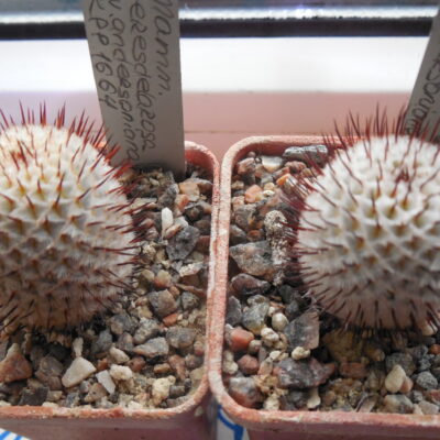 Mammillaria peresdelarosae - v.andersoniana KPP 1664 (Копировать)