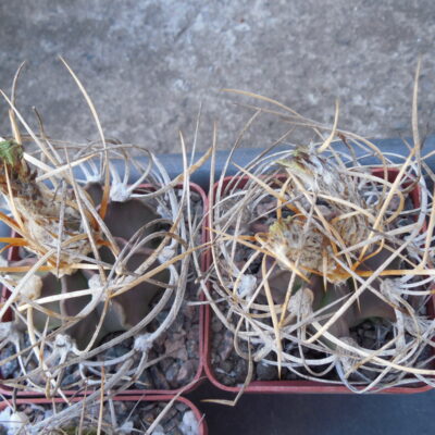 Astrophytum crassispinum - f. heavy white spines - Uhlig - seeds - насіння (Копировать)