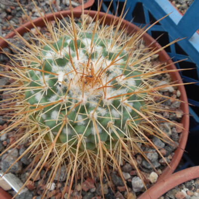 Mammillari apozolensis - v. saltensis Rogg 501 (Копировать)