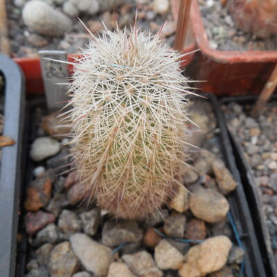 Echinocereus russanthus - v.cowperi SB 130 - Lake Valey, NM. - MG - (Копировать)