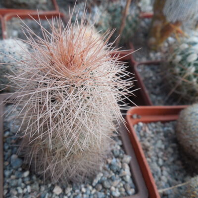 Echinocereus reichenbachii - v.baileyi  JRT 219 - Greer Co. Ok. - (to - 23*C) - MG - (Копировать)