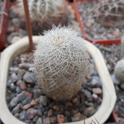 Echinocereus reichenbachii - v.baileyi - Caddo Co. - (to - 23*C) MG - (Копировать)