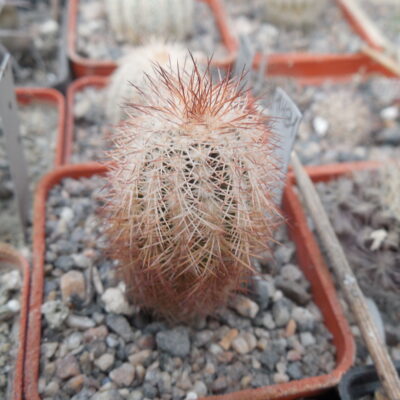 Echinocereus reichenbachii - v.baileyi SB211 - Kiowa Co. Ok. - (to - 23*C)  - MG - (Копировать)
