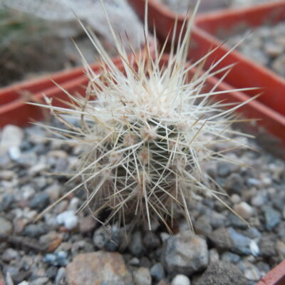 Echinocereus pacificus - Canyon San Carlos, Baja California - MG - (Копировать)