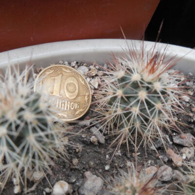 Echinocereus x roetteri SB 731 - /17/ Pecos Co.Tx. - super colorful huge flow. (to -12*C) - MG - (Копировать)