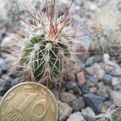 Echinocereus x roetteri AG 12 p /18/ Jarilla Mts. - huge dark red flow. ( to - 23*C) - MG - (Копировать)