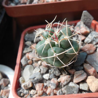 Thelocactus hexaedrophorus  SB 291 - La Perdida, SLP (Копировать)