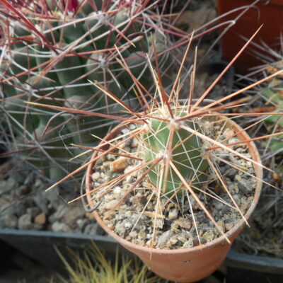 Corynopuntia grahamii SB 393 (Копировать)