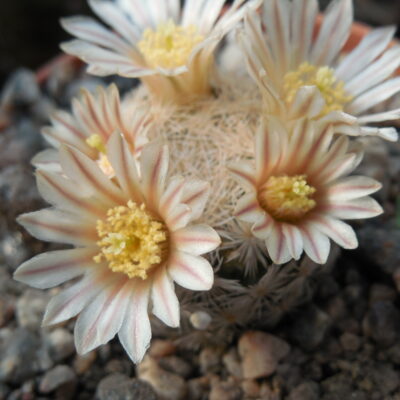 Mammillaria lasiacantha SB 67 - MG - (Копировать)
