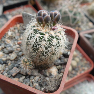 Gymnocalycium bruchii - v.pavlowskii STO 288 - San Antonio, Cordoba - Piltz - (Копировать)