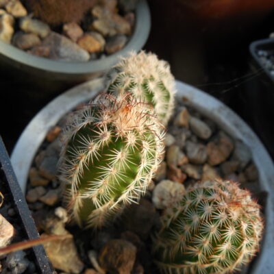 Echinocereus reichenbachii - v. perbellа JRT 207 - Ellis Co.Ok. (Копировать)
