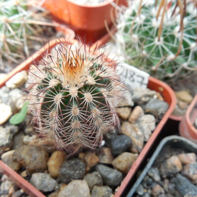 Echinocereus  reichenbachii - v.perbellus "purpureus" DJF 1331 - MG - (Копировать)