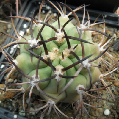 Eriosyce ceratistes - v.Huatalame, Piltz - not grafted - (Копировать)