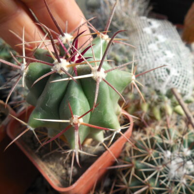 Ferocactus peninsulae - v. towsendianus 12 cm. sp. MZ 1155 - Kupcak - (Копировать)